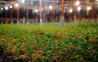 Làng hoa ở Hà Tĩnh chong đèn 'nuôi' hoa Tết