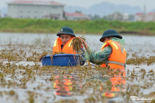 Bộ đội giúp dân gặt lúa trong nước lũ