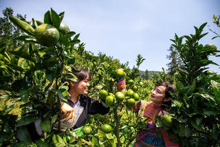 Quýt Mường Khương xuống phố, lên sàn