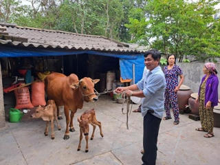 Hà Tĩnh: Nhiều người dân hiếu kỳ đi xem cặp bê sinh đôi