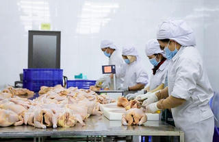 Cơ sở giết mổ công nghiệp hoạt động cầm chừng