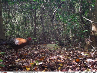 Phát hiện nhiều loài động vật cực quý hiếm tại Vườn quốc gia Núi Chúa