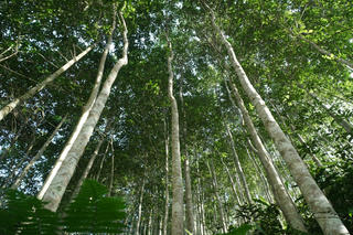 Tiêu chuẩn tín chỉ carbon rừng: Mở đường cho tư nhân tham gia thị trường