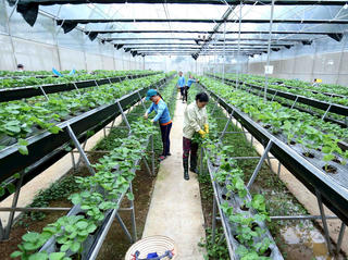 Gắn chặt các “mắt xích” trong chuỗi giá trị nông sản