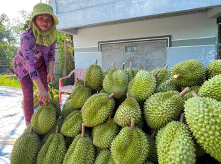Nông dân gặp khó vì giá sầu riêng giảm sâu