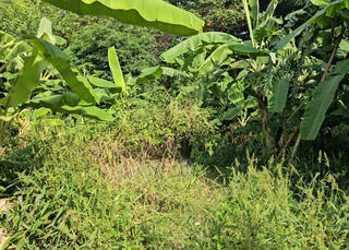 Bình Dương: Phát hiện bộ xương người trong bãi đất trống