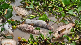 Bộ Nông nghiệp và Phát triển nông thôn vào cuộc vụ hàng trăm tấn cá chết tại Hải Dương