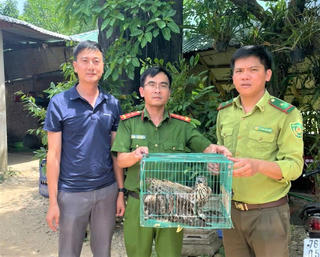 Quảng Ngãi: Thả 3 cá thể diều hâu quý hiếm về lại tự nhiên​