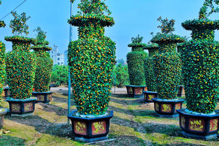 Hưng Yên: Vườn quất tạo dáng lộc bình khổng lồ độc đáo