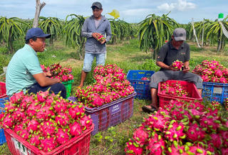 Tín hiệu tích cực từ giá trái cây