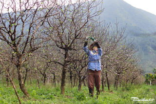 Hoa đào khoe sắc ở ‘thủ phủ’ đào phai xứ Thanh