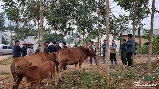 Dự án hỗ trợ bò H'mông giúp người nghèo có cơ hội vươn lên làm giàu