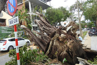 Đà Nẵng: Bão số 6 làm gãy đổ gần 1.000 cây xanh