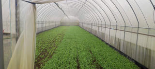 Tăng vốn đầu tư cho nông nghiệp xanh