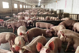 Đồng Nai cấp bách phòng, chống dịch tả lợn châu Phi