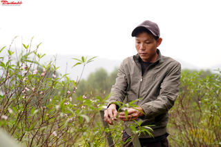 Thủ phủ đào phai ở Hà Tĩnh tất bật ‘xuống lá’ chờ đón Tết Nguyên đán