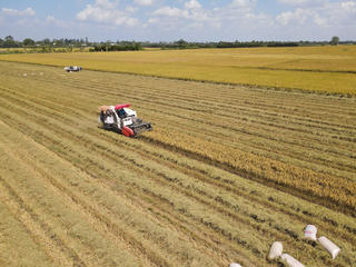 Sẵn sàng cho 1 triệu héc ta lúa gạo chất lượng cao