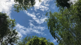 Bình dị bóng tre