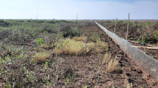 Vụ tàn phá Vườn quốc gia ở Nam Định: ‘Chuyển cơ quan cảnh sát điều tra nếu có dấu hiệu hình sự’