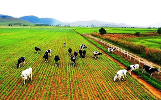 Tổng vốn đầu tư ra nước ngoài của Việt Nam tăng