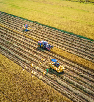 Kỳ vọng mới từ “gạo Việt xanh”