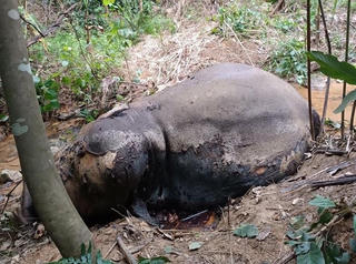 Phát hiện voi còn nguyên cặp ngà chết trong rừng cao su