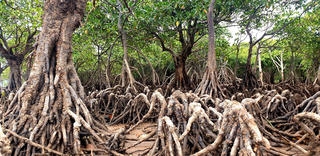 Cận cảnh những cánh rừng ngập mặn đẹp nhất Quảng Ninh 