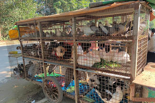 Hà Nội: Hàng trăm con chim trời bị 'xử tử' một ngày