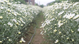 Cúc họa mi - Từ vườn vào phố