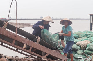 'Chạy' ngao trước khi bão về
