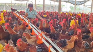 Ngành chăn nuôi thấp thỏm
