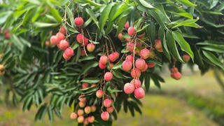 Vải Hải Dương sẽ ‘lên kệ” trung tâm thương mại Aeon Mall