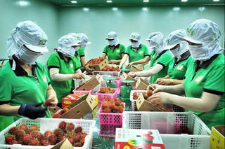 Mỹ - Thị trường giàu tiềm năng cho trái cây Việt