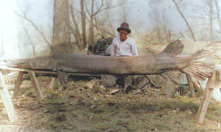 Tìm thấy 'siêu quái vật' sống sót qua đại tuyệt chủng kỷ Phấn Trắng