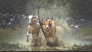 [ẢNH] Sôi động lễ hội đua bò của đồng bào Khmer