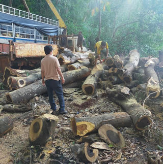 Khấm khá nhờ trồng rừng bền vững