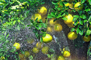 [ẢNH] Ghé thăm vườn bưởi cảnh tiền tỷ tại Hưng Yên