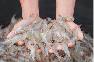 Tín hiệu khả quan từ xuất khẩu tôm