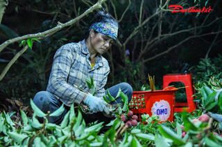 Lục Ngạn (Bắc Giang): Người dân soi đèn thu hoạch vải từ đêm đến sáng