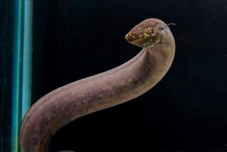 Cá phổi Nam Mỹ có bộ gen động vật lớn nhất Trái đất