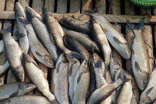 Cá chết bất thường trên sông Mã