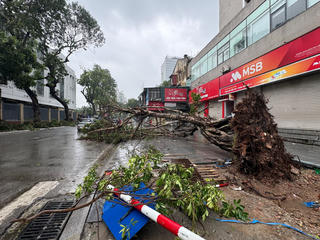Cây xanh ngã, đổ do mưa bão: Trồng lại hay thay mới?