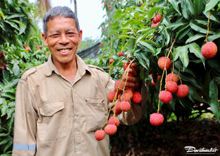 Nâng cao chất lượng, định vị thương hiệu vải chín sớm Phương Nam