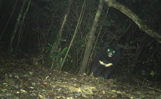 Ghi nhận cá thể gấu ngựa ‘khủng’ qua hoạt động bẫy ảnh