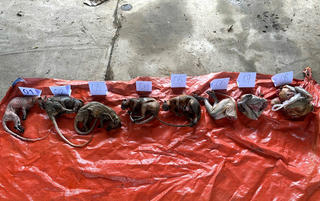 Quảng Nam: Phát hiện vụ tàng trữ 8 cá thể động vật trái phép