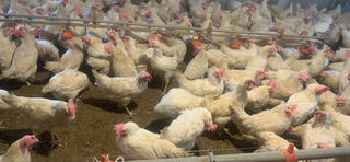 Tin đồn trứng gà giả là vô căn cứ