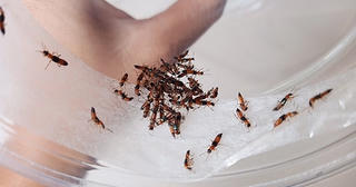 Giao mùa, lại lo kiến ba khoang