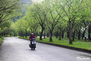 'Check-in' hàng cây bồ đề ở di sản Tràng An