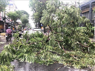TP Hồ Chí Minh: Ứng phó với dông lốc, gãy đổ cây xanh