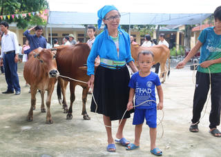 Hỗ trợ bò giống, giúp đồng bào dân tộc vươn lên thoát nghèo